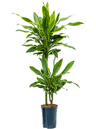 Insta-friendly Corn Plant Dracaena fragrans 'Golden Coast' Tall Indoor House Plants Trees