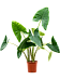 Easy-Care Elephant Ear Alocasia zebrina Indoor House Plants