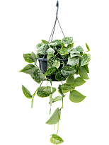 Shade-loving Satin Pothos Scindapsus pictus 'Silvery Ann'' Indoor Hous...