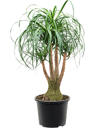 Tropical Ponytail Palm Beaucarnea recurvata Tall Indoor House Plants Trees