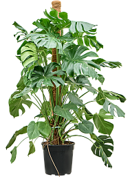 Shade-loving Swiss Cheese Plant Monstera deliciosa Indoor House Plants