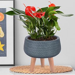 IDEALIST Lite Plaited Style Bowl Planter on Legs, Round Pot Plant Stand Indoor