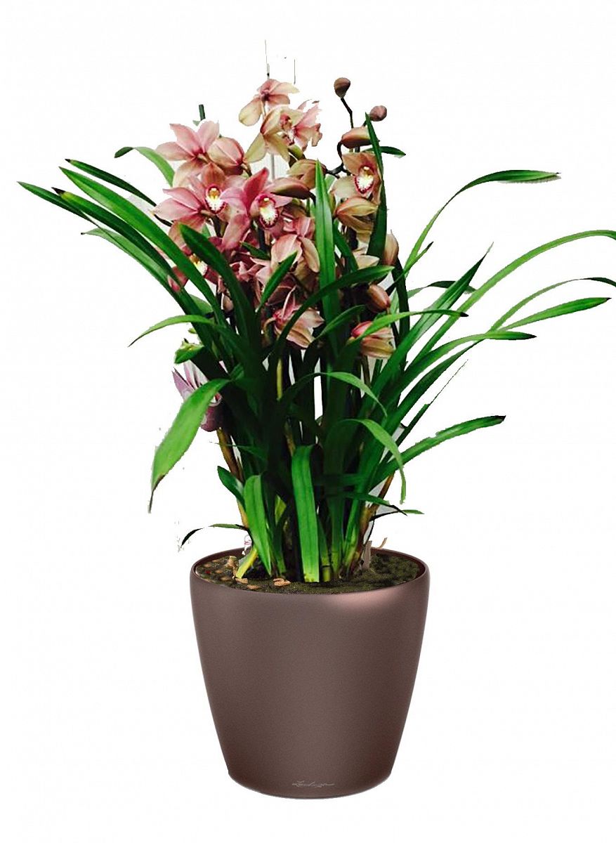 Blooming Cymbidium Orchid in LECHUZA CLASSICO LS Self-watering Planter, Total Height 80 cm