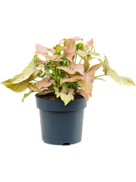 Shade-loving Arrowhead Vine Syngonium 'Regina Red' Indoor House Plants