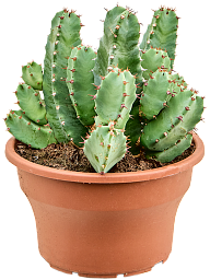 Cute African Milk Tree Euphorbia resinifera Indoor House Plants