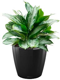 Aglaonema Silver Bay in LECHUZA CLASSICO LS Self-watering Planter, Total Height 90 cm