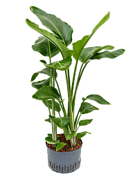 Tropical Bird of Paradise Strelitzia nicolai Indoor House Plants