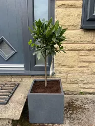 Bay Tree | Laurus nobilis