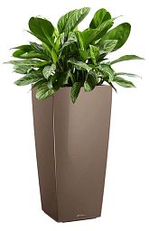 Aglaonema Stripes in LECHUZA CUBICO Self-watering Planter, Total Height 125 cm