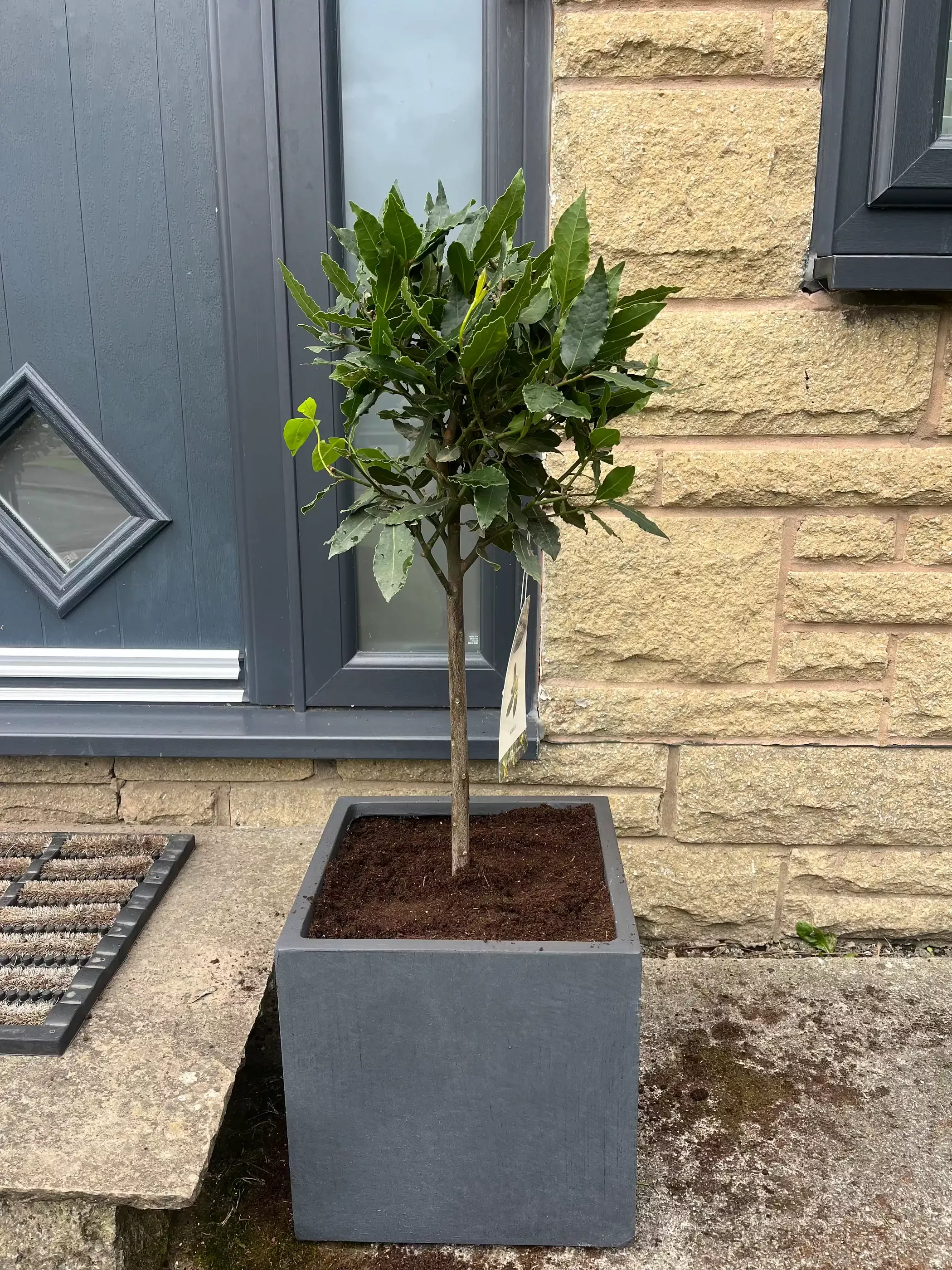 Bay Tree | Laurus nobilis