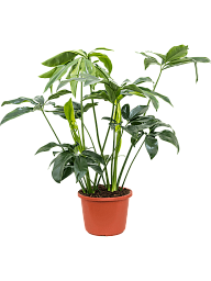Lush Heart-Leaf Philodendron 'Green Wonder' Indoor House Plants
