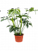 Lush Heart-Leaf Philodendron 'Green Wonder' Indoor House Plants