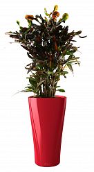 Codiaeum Mammy in LECHUZA DELTA Self-watering Planter, Total Height 150 cm