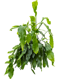 Cheerful Queen of the Night Epiphyllum oxypeltatum Indoor House Plants