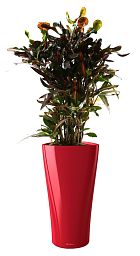Codiaeum Mammy in LECHUZA DELTA Self-watering Planter, Total Height 150 cm