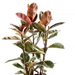 Lush Rubber Plant Ficus elastica 'Belize' Indoor House Plants