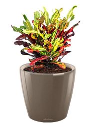 Codiaeum Mammy in LECHUZA CLASSICO LS Self-watering Planter, Total Height 45 cm