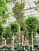 Lush Moreton Bay Fig Ficus macrophylla Tall Indoor House Plants Trees