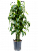 Insta-friendly Corn Plant Dracaena fragrans 'Dorado' Tall Indoor House Plants Trees