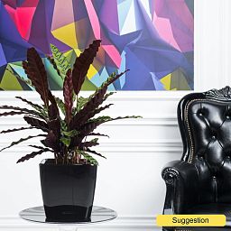 Colorful Peacock Plant Calathea insignis Indoor House Plants
