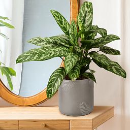 IDEALIST Lite Leaf Embossed Table Indoor Cylinder Round Plant Pot