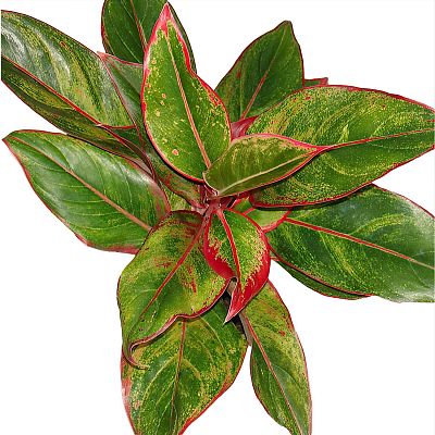 Shade-loving Chinese Evergreen Aglaonema Crete Indoor House Plants
