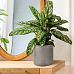 IDEALIST Lite Leaf Embossed Table Indoor Cylinder Round Plant Pot