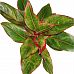 Shade-loving Chinese Evergreen Aglaonema Crete Indoor House Plants