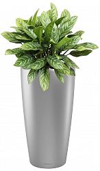 Aglaonema Stripes in LECHUZA RONDO Self-watering Planter, Total Height 80 cm