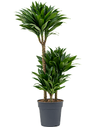 Easy-Care Corn Plant Dracaena fragrans 'Compacta' Indoor House Plants