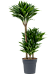 Easy-Care Corn Plant Dracaena fragrans 'Compacta' Indoor House Plants