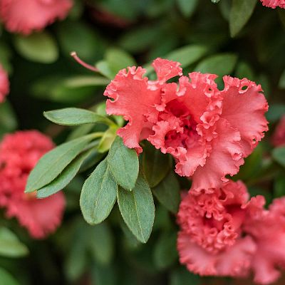 Blooming Azalea in LECHUZA CLASSICO LS Self-watering Planter, Total Height 40 cm