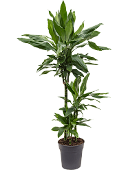 Easy-Care Corn Plant Dracaena fragrans 'Janet Lind' Tall Indoor House Plants Trees