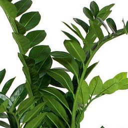 ZAMIOCULCAS Artificial Flower Plant