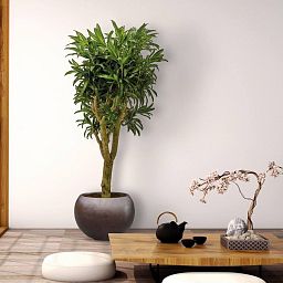 Ceramic Bowl Matte Planter Pot In/Out