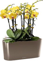 Blooming Yellow Orchids in LECHUZA DELTA Self-watering Planter, Total Height 70 cm
