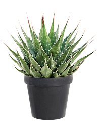Easy-Care Mountain Agave montana Indoor House Plants
