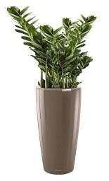 Zamioculcas Zamiifolia in LECHUZA RONDO Self-watering Planter, Total Height 150 cm