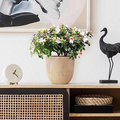 HORTICO RADIAL Wooden House Planter Round Indoor Plant Pot for House Plants with Waterproof Liner