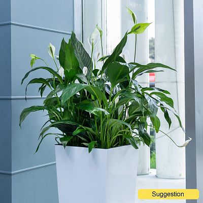 Photogenic Peace Lily Spathiphyllum 'Gokyo' Indoor House Plants