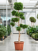 Lush Weeping Fig Ficus microcarpa ‘Nitida’ Tall Indoor House Plants Trees