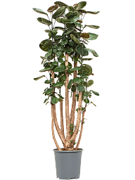 Graceful Dinner Plate Aralia (Polyscias) 'Fabian' Indoor House Plants