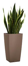 Sansevieria Laurentii in LECHUZA CUBICO Color Self-watering Planter, Total Height 80 cm