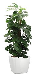 Monstera Deliciosa in LECHUZA QUADRO LS 43 Self-watering Planter, Total Height 150 cm