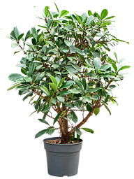 Lush African Fig Ficus cyathistipula Indoor House Plants