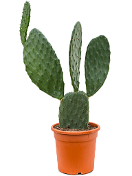 Easy-Care Barbary Fig Opuntia indica Indoor House Plants