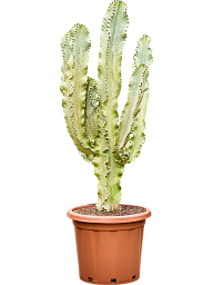 Fancy Cowboy Cactus Euphorbia ingens marmorata Indoor House Plants