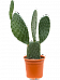 Easy-Care Barbary Fig Opuntia indica Indoor House Plants