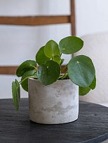 Lukas XS Concrete Grey Round D11 H9.5 cm Planter by Idealist Premium, ...