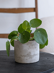 Lukas Concrete Round Planter by Idealist Premium